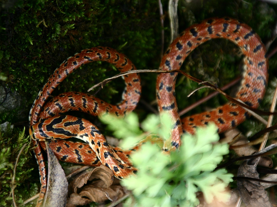 鈴鹿山脈の北端 鈴ヶ岳 デジカメ写真による自然散策ダイアリー